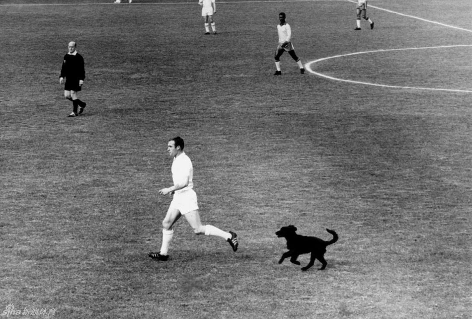 1962年智利世界杯，1/4决赛英格兰对阵巴西比赛期间，一直小狗突然闯入球场之中，并追着英格兰球员拉蒙-威尔逊跑，成为世界杯经典一幕。